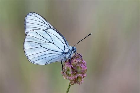 Moth Symbolism & Meaning & the Moth Spirit Animal | UniGuide