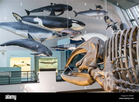 Mammal collections with whale skeleton in the Natural History Museum ...