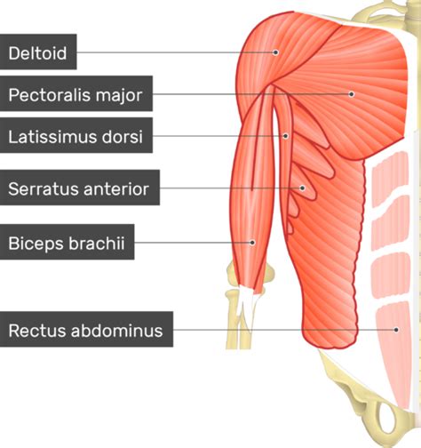 Pectoralis Minor Muscle - Attachment, Action & Innervation | GetBodySmart