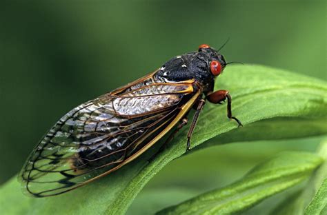 What are Brood X cicadas? | Live Science