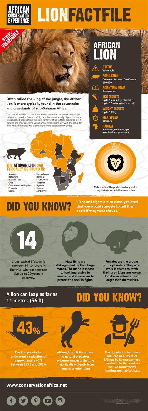 Lion Factfile | African Conservation Experience | Lion facts, African ...