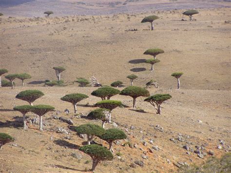 Socotra Dragon Trees (Dracaena cinnabari), Diksam Plateau | Flickr