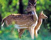 Flora and fauna in Andaman and Nicobar Islands