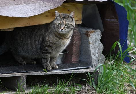 When it comes to feral cats, let nature take its course - cleveland.com