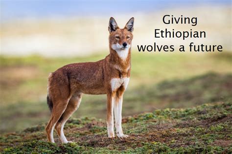 Donate | Ethiopian Wolf