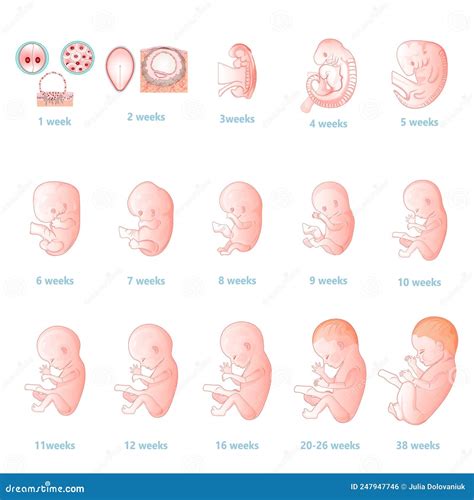 The Development of the Embryo.Prenatal Development of the Baby in a ...