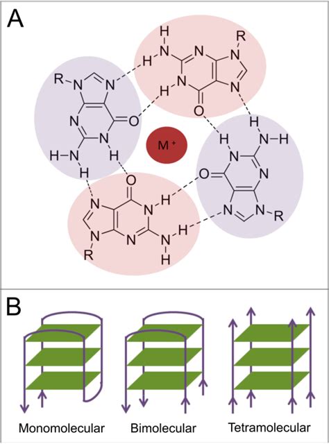 IJMS | Free Full-Text | DNA and RNA Quadruplex-Binding Proteins