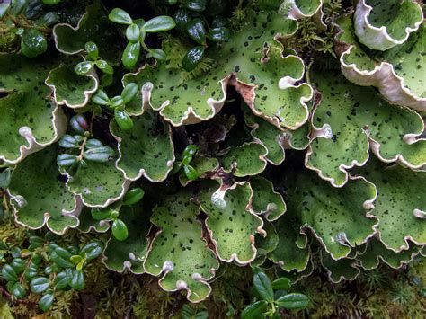 Lichens of the Arctic (U.S. National Park Service)