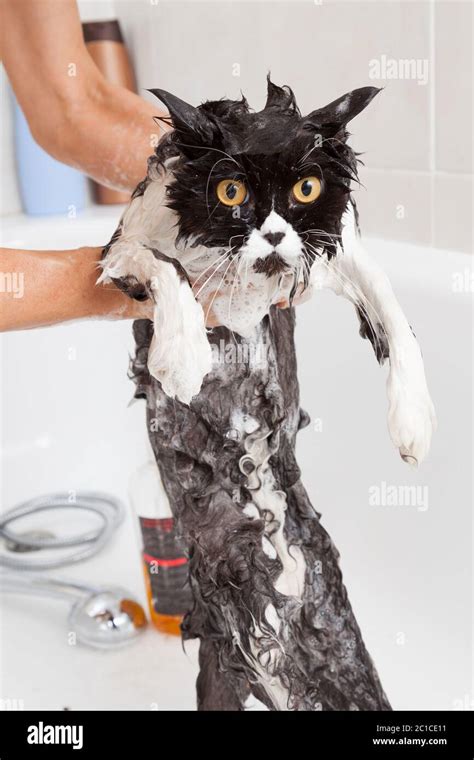 Bath or shower to a Persian breed cat Stock Photo - Alamy