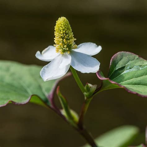 Growing Chameleon Plants: How to Care for and Use This Amazing Herb