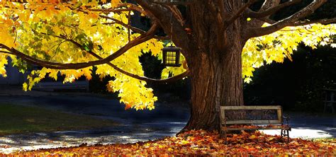 Park Bench, Park, Bench, Autumn Background Image for Free Download