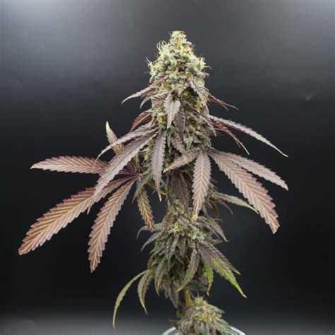 Galactic Runtz – House of Cultivar