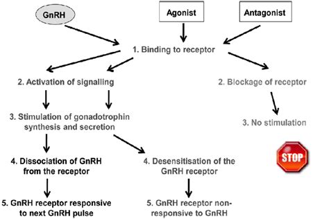 Mechanism of GnRH agonists and antagonists respect endogenous GnRH ...