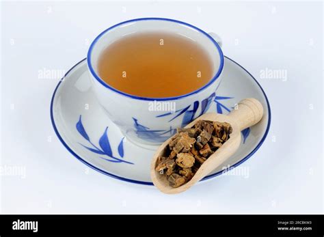 Cup of gentian root tea, large-leaved gentian root (Gentianae ...