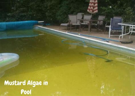 How to Get Rid of Mustard Algae in Pool | Moxho