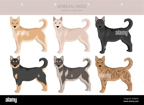 Korean Jindo clipart. Different poses, coat colors set. Vector illustration Stock Vector Image ...