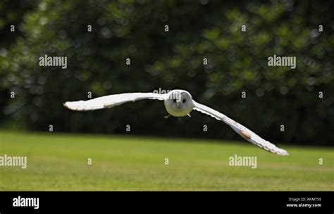 barn owl flying Stock Photo - Alamy