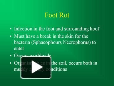 PPT – Foot Rot PowerPoint presentation | free to view - id: 410fa-MTNjM