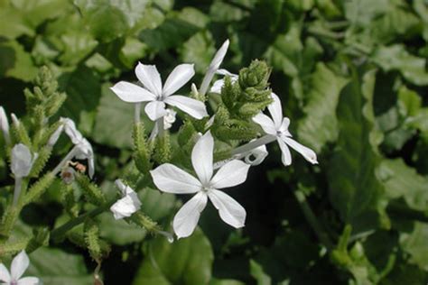 ILIE'E ~ PLUMBAGO ZEYLANICA SEED (10 COUNT) - Molokai Seed Company