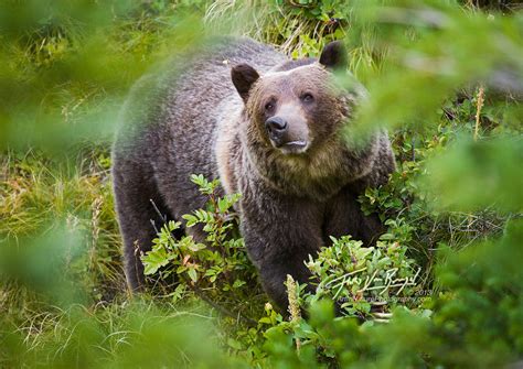 Grizzly Bear : Glacier NP, MT : Art in Nature Photography