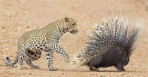 Claws vs quills: Young leopard tries its luck at hunting a porcupine (video) | Predator vs Prey ...