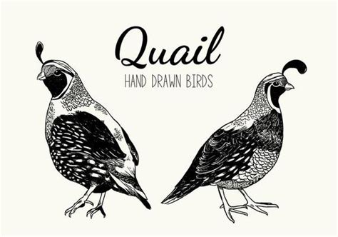 Standing Quail Silhouette Free Vector - Download Free Vectors, Clipart ...