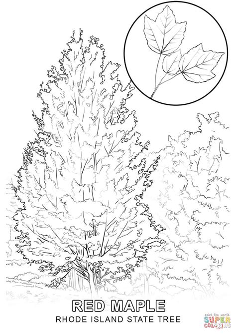 Rhode Island State Tree coloring page | Free Printable Coloring Pages