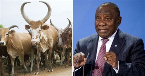 President Cyril Ramaphosa’s Prized Cattle Will Go on Auction at His ...