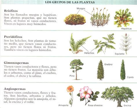 cienciassexto2016: REINO VEGETAL NUTRICIÓN VEGETAL