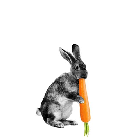 Rabbit Food GIFs - Find & Share on GIPHY