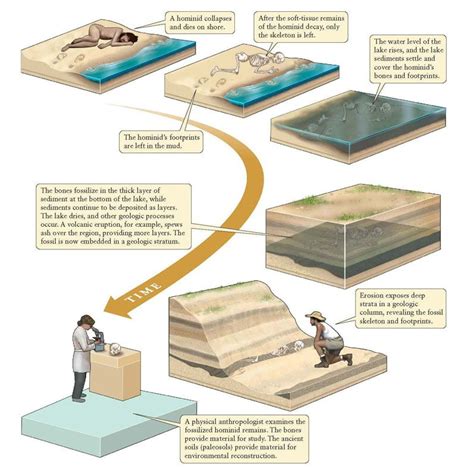 entstehung von fossilien animation in 2024 | Hominid, Fossils, Sediment