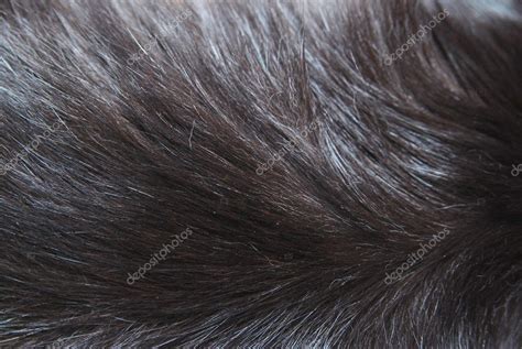 Black cat fur background texture — Stock Photo © applea #2809679