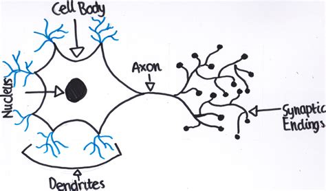 Neurons - The Nervous System