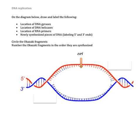 dna replication on the diagram below draw and label the following location of dna gyrases ...