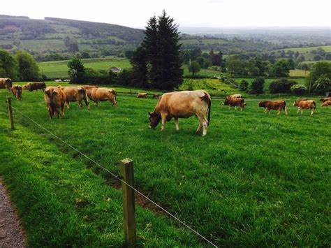 Should more dairy farmers use Aubrac bulls to clean up? - Agriland