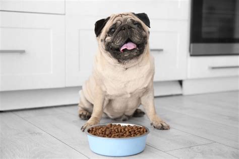 How Much to Feed a Pug (Puppy & Adult Feeding Chart)