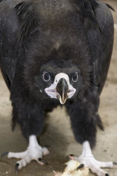 Zoo's baby vulture horribly cute – The Denver Post