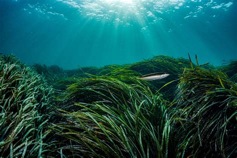 Seagrass Archives - bioGraphic