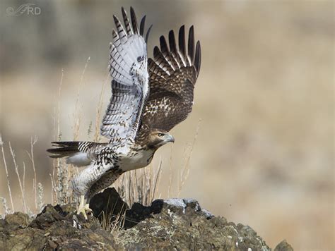 Juvenile Red-tailed Hawk Honing Its Hunting Skills – Feathered Photography