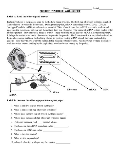 Protein Synthesis Practice Worksheet - Wordworksheet.com