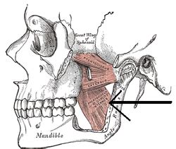 Medial pterygoid muscle - Wikipedia