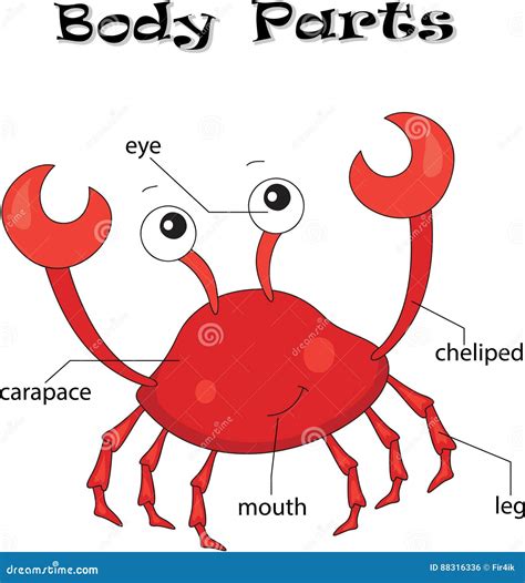 Crab body parts stock vector. Illustration of cartoon - 88316336