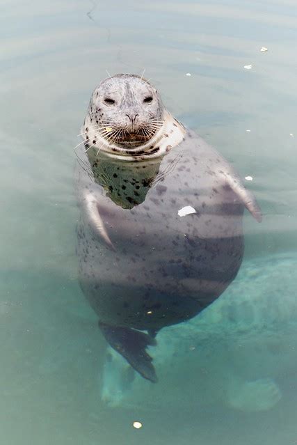 fat seal | Flickr - Photo Sharing!