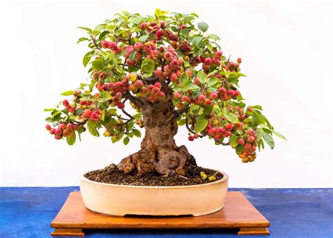 Pomegranate Tree Bonsai