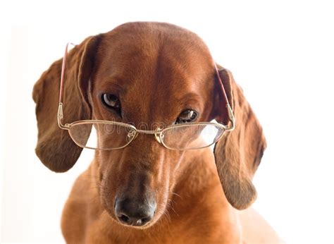 Clever dog in glasses stock image. Image of dachshund - 10272055