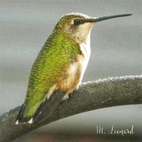 Female ruby throated hummingbird