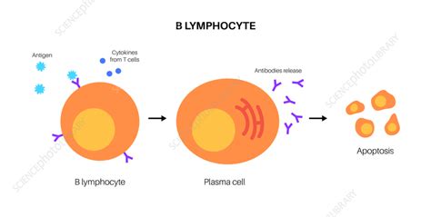 B cell activation, illustration - Stock Image - F035/2431 - Science Photo Library