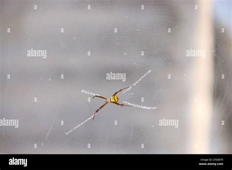 Black and Yellow Garden Spider in its web Stock Photo - Alamy