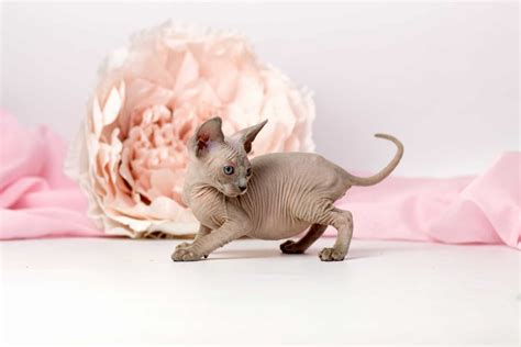 Elf Cat | Breed Information, Pictures, Characteristics & Care