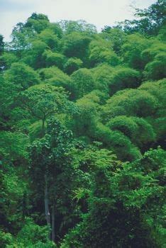 Animals Plants Rainforest: Ecological Canopy Layer Rainforest